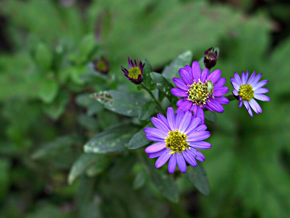 Astra ageratoides Stardust