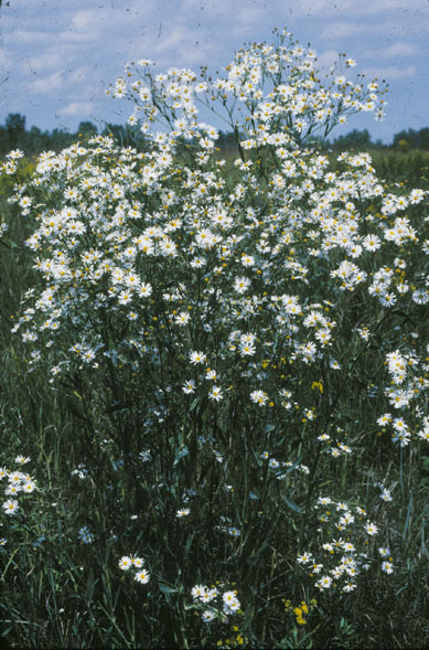 Boltonia asteroides: Jak ji pěstovat a kombinovat v zahradě