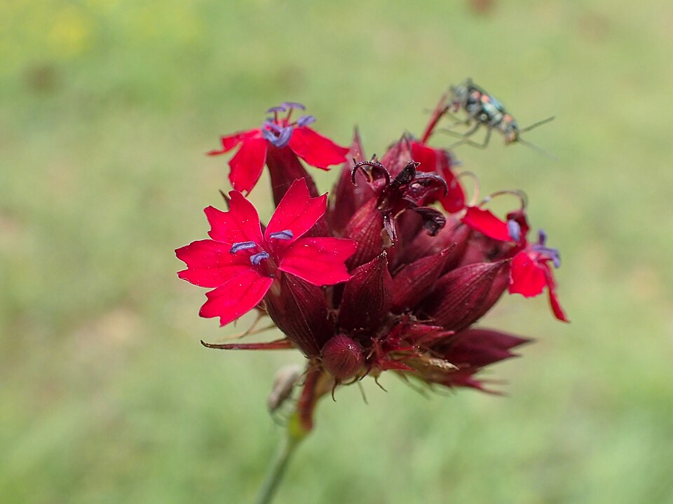 Hvozdík krvavý: Pěstování a péče o Dianthus cruentus